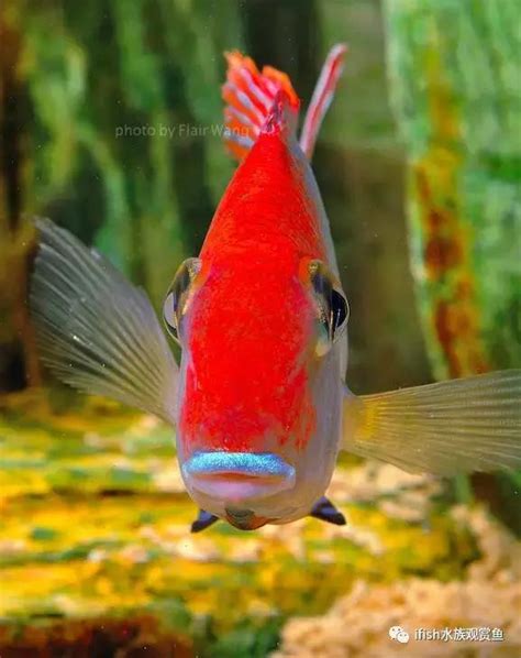 養魚推薦|十種好養的觀賞魚（建議新手保留)